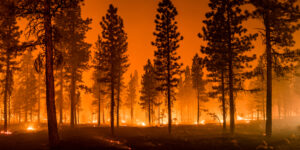 wildfire burns the ground of a forest